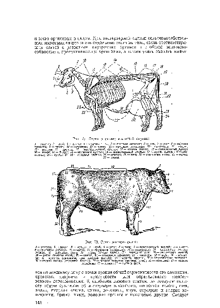 Стати и скелет молочной коровы