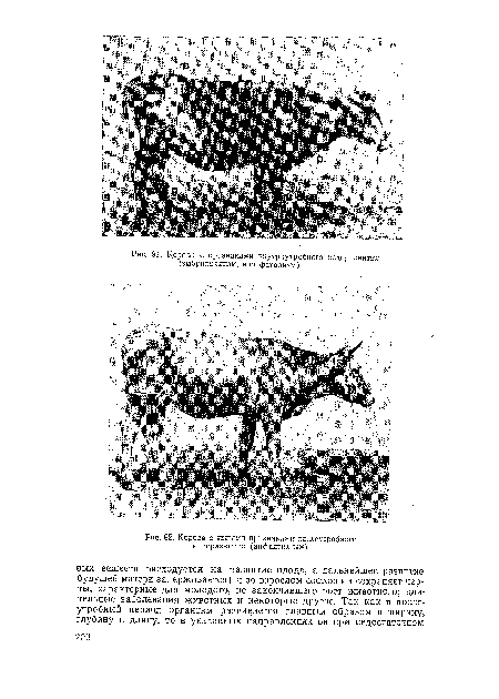 Корова с явными признаками послеутробного недоразвития (инфантилизм).