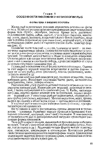 Жизнь рыб в различных условиях определила множество форм их тела. Наиболее распространена торпедовидная (веретеновидная) форма тела (тунцы, скумбрии, лососи). Кроме того, различают стреловидную (щука, сайра, сарган), угревидную (миноги, микси-ны, угорь, вьюн), плоскую, когда тело сжато с боков (камбала, лещ) или в спинно-брюшном направлении (скат, морской черт), а также лентовидную (сабля-рыба) и шаровидную (еж-рыба, пинагор) формы (рис. 1).