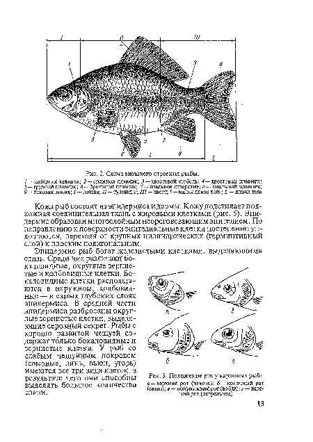Кожа рыб состоит из эпидермиса и дермы. Кожу подстилает подкожная соединительная ткань с жировыми клетками (рис. 5). Эпидермис образован многослойным неороговевающим эпителием. По направлению к поверхности эпителиальные клетки постепенно уплощаются, переходя от крупных цилиндрических (герминтивный слой) к плоским полигональным.