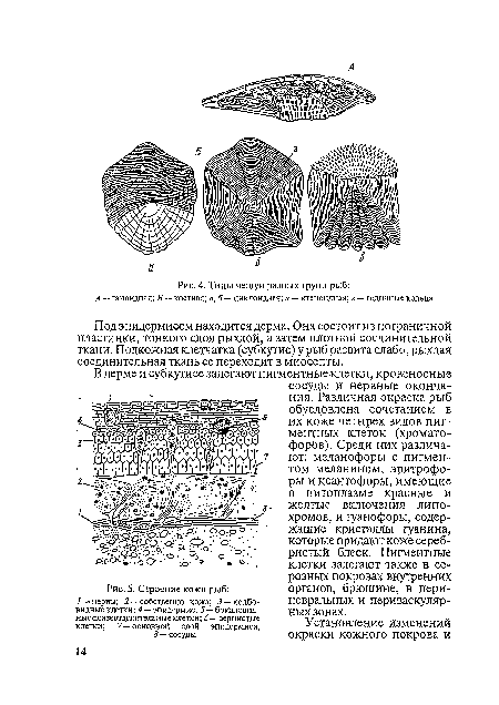 Строение кожи рыб