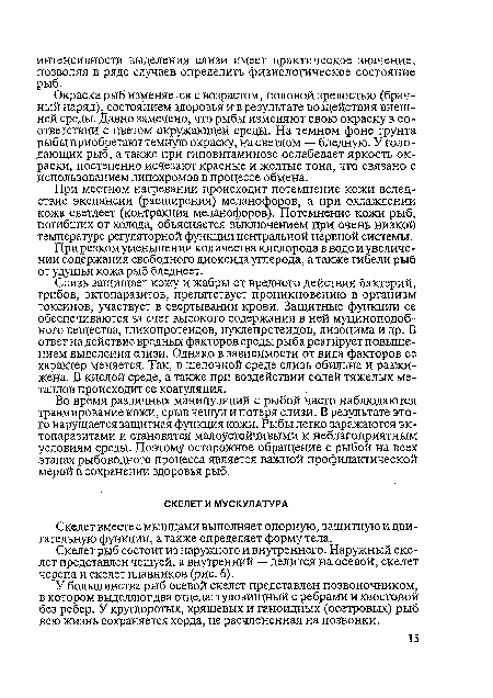 Скелет рыб состоит из наружного и внутреннего. Наружный скелет представлен чешуей, а внутренний — делится на осевой, скелет черепа и скелет плавников (рис. 6).