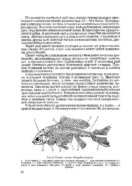 Скелет непарных плавников состоит из базальных косточек (ра-диалий), вклинивающихся между остистыми отростками позвонков, и примыкающих к ним плавниковых лучей. У лососевых рыб позади спинного расположен безлучевой жировой плавник. Парные плавники состоят из поясов (плечевого и тазового) и скелета свободного плавника.