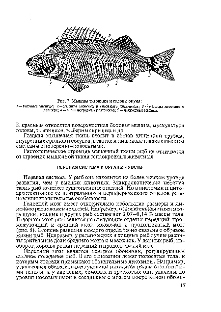 Нервная система. У рыб она находится на более низком уровне развития, чем у высших животных. Микроскопически нервная ткань рыб не имеет существенных отличий. Но в анатомии и цитоархитектонике ее центрального и периферического отделов установлены значительные особенности.