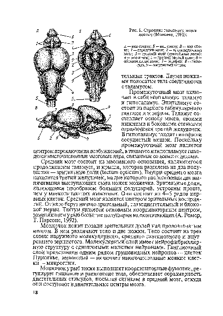 Мозжечок лежит позади зрительных долей над продолговатым мозгом. В нем различают тело и две ножки. Тело состоит из трех слоев: наружного молекулярного, среднего ганглиозного и внутреннего зернистого. Молекулярный слой имеет нейрофибрилляр-ную структуру с единичными мелкими нейронами. Ганглиозный слой представлен одним рядом грушевидных нейронов — клеток Пуркинье, зернистый — включает многочисленные мелкие клетки — микроглии.