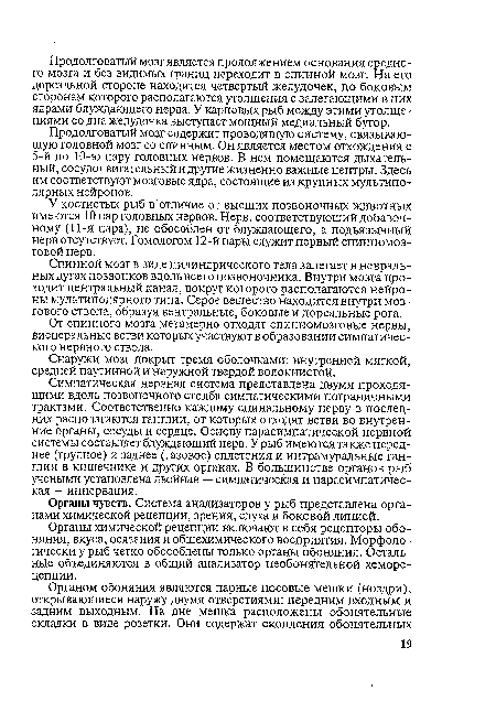 Продолговатый мозг содержит проводящую систему, связывающую головной мозг со спинным. Он является местом отхождения с 5 й по 10-ю пару головных нервов. В нем помещаются дыхательный, сосудодвигательный и другие жизненно важные центры. Здесь им соответствуют мозговые ядра, состоящие из крупных мультипо-лярных нейронов.