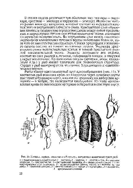 Рыбы имеют один замкнутый круг кровообращения (рис. 11). У костистых рыб венозная кровь из желудочка через луковицу аорты поступает в брюшную аорту, а из нее по приносящим жаберным артериям — в жабры, где насыщается кислородом. Из жабр артериальная кровь по выносящим артериям собирается в спинную аорту.