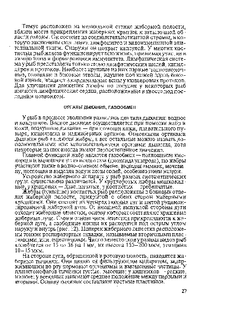 На стороне дуги, обращенной в ротовую полость, находятся жаберные тычинки. Они являются фильтрующим аппаратом, задерживающим во рту кормовые организмы и взвешенные частицы. У планктонофагов тычинки густые, высокие; у хищников —редкие, низкие; у всеядных занимают среднее положение между первыми и вторыми. Основу тычинок составляют костные пластинки.