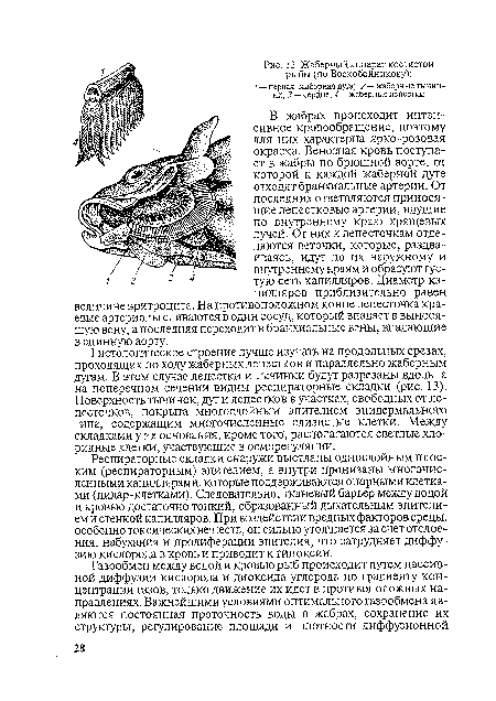 Респираторные складки снаружи выстланы однослойным плоским (респираторным) эпителием, а внутри пронизаны многочисленными капиллярами, которые поддерживаются опорными клетками (пилар-клетками). Следовательно, тканевый барьер между водой и кровью достаточно тонкий, образованный дыхательным эпителием и стенкой капилляров. При воздействии вредных факторов среды, особенно токсических веществ, он сильно утолщается за счет отслоения, набухания и пролиферации эпителия, что затрудняет диффузию кислорода в кровь и приводит к гипоксии.