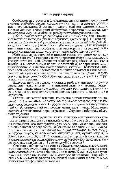 У хищников хорошо развиты зубы как на челюстях, так и на других частях полости рта (нёбной, сошнике, языке и др.). Но они служат лишь для захвата и удержания жертвы. У мирных рыб (сельдевых, карповых и др.) челюстные зубы отсутствуют. Для перетирания пищи у них приспособлены глоточные зубы и жерновок. В захвате и удержании пищи участвуют также жаберные тычинки.