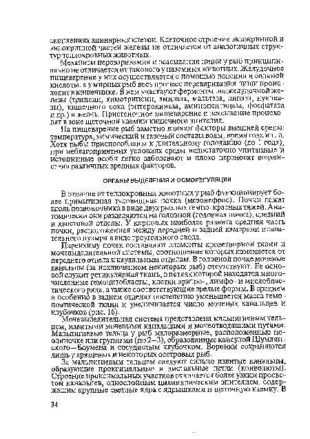 В отличие от теплокровных животных у рыб функционирует более примитивная туловищная почка (мезонефрос). Почки лежат вдоль позвоночника в виде двух рыхлых темно-красных тяжей. Анатомически они разделяются на головной (головная почка), средний и хвостовой отделы. У карповых наиболее развита средняя часть почки, расположенная между передней и задней камерами плавательного пузыря в виде треугольного свода.