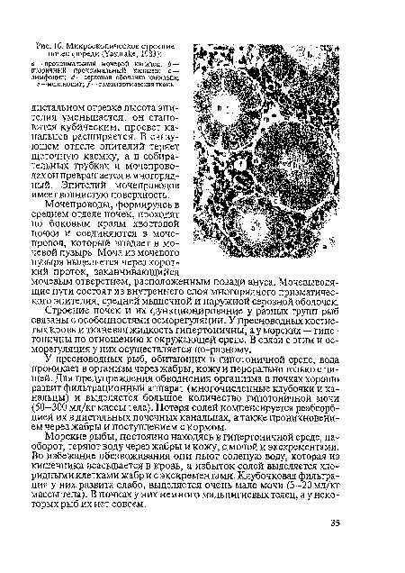 Морские рыбы, постоянно находясь в гипертоничной среде, наоборот, теряют воду через жабры и кожу, с мочой и экскрементами. Во избежание обезвоживания они пьют соленую воду, которая из кишечника всасывается в кровь, а избыток солей выделяется хло-ридными клетками жабр и с экскрементами. Клубочковая фильтрация у них развита слабо, выделяется очень мало мочи (3-20 мл/кг массы тела). В почках у них немного мальпигиевых телец, а у некоторых рыб их нет совсем.