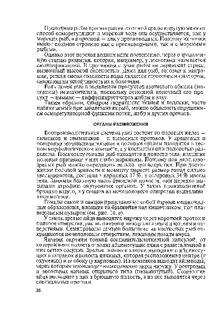 Гонады самок и самцов представляют собой парные мешковидные образования, висящие на брыжейке над кишечником, под плавательным пузырем (см. рис. 10, в).