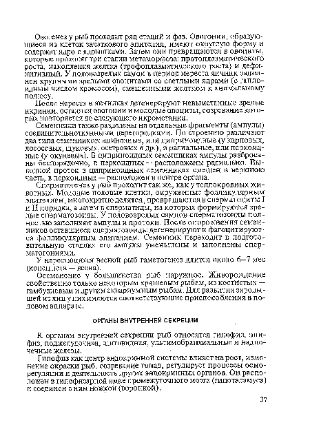 Сперматогенез у рыб проходит так же, как у теплокровных животных. Молодые половые клетки, окруженные фолликулярным эпителием, многократно делятся, превращаются в сперматоциты I и II порядка, а затем в сперматиды, из которых формируются зрелые сперматозоиды. У половозрелых самцов сперматозоиды полностью заполняют ампулы и протоки. После опорожнения семенников оставшиеся сперматозоиды дегенерируют и фагоцитируются фолликулярным эпителием. Семенник переходит в подготовительную стадию: его ампулы уменьшены и заполнены спер-матогониями.