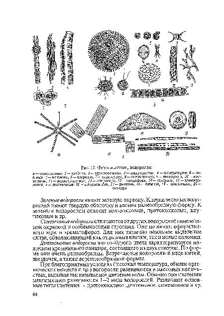 Фитопланктон, водоросли