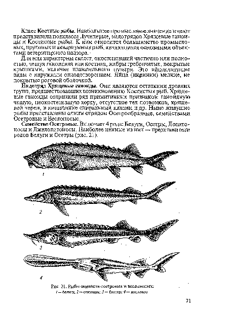 Семейство Осетровые. Включает 4 рода: Белуги, Осетры, Лопатоносы и Лжелопатоносы. Наиболее ценные из них — представители родов Белуги и Осетры (рис. 21).