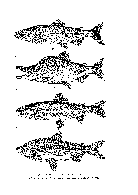 Рыбы семейства лососевых