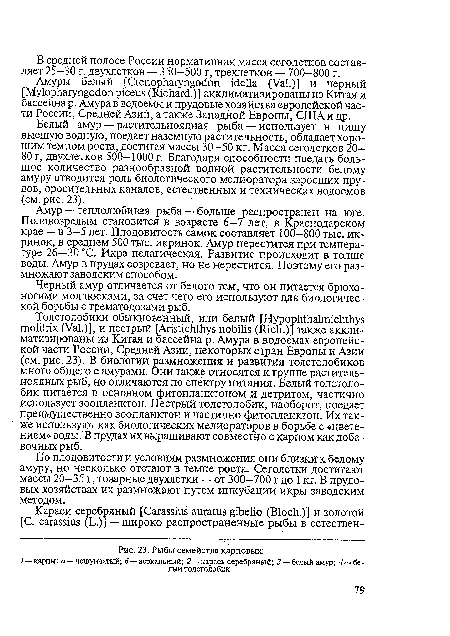 Белый амур — растительноядная рыба — использует в пищу высшую водную, поедает наземную растительность, обладает хорошим темпом роста, достигая массы 30—50 кг. Масса сеголетков 20-80 г, двухлетков 500-1000 г. Благодаря способности поедать большое количество разнообразной водной растительности белому амуру отводится роль биологического мелиоратора заросших прудов, оросительных каналов, естественных и технических водоемов (см. рис. 23).