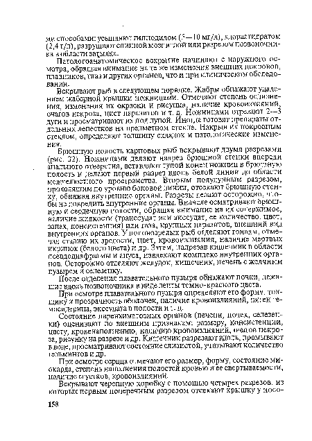 Брюшную полость карповых рыб вскрывают двумя разрезами (рис. 32). Ножницами делают надрез брюшной стенки впереди анального отверстия, вставляют тупой конец ножниц в брюшную полость и делают первый разрез вдоль белой линии до области межчелюстного пространства. Вторым полулунным разрезом, проходящим по уровню боковой линии, отсекают брюшную стенку, обнажая внутренние органы. Разрезы делают осторожно, чтобы не повредить внутренние органы. Вначале осматривают брюшную и сердечную полости, обращая внимание на их содержимое, наличие жидкости (транссудат или экссудат, ее количество, цвет, запах, консистенция) или газа, крупных паразитов, внешний вид внутренних органов. У половозрелых рыб отделяют гонады, отмечая стадию их зрелости, цвет, кровоизлияния, наличие мертвых икринок (белого цвета) и др. Затем, надрезав кишечник в области псевдодиафрагмы и ануса, извлекают комплекс внутренних органов. Осторожно отделяют желудок, кишечник, печень с желчным пузырем и селезенку.