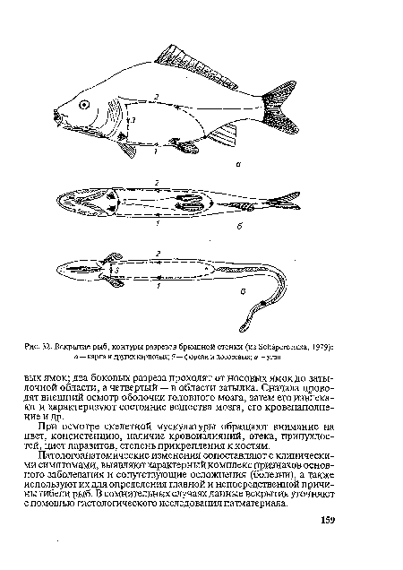 Вскрытие рыб, контуры разрезов брюшной стенки (из 8сМрегс1аша, 1979)