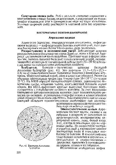 Эпизоотологические данные. Аэро-монозом болеют карпы, сазаны и их гибриды в возрасте от сеголетков до производителей; восприимчивы серебряный карась, линь, белый амур, лещ, плотва и некоторые другие карповые рыбы. На возрастную восприимчивость рыб к аэромонозу влияют температура воды и зональные особенности болезни. В южных районах чаще болеют сеголетки и двухлетки, в центральных и северо-западных — двухлетки, трехлетки и производите-Рис. 41. Бактерия Аеготогш ЛИ Карпов, сазана И ИХ ШбрИДОВ.