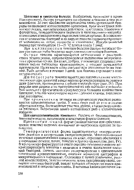 Острое течение характеризуется септицемией и расстройством пищеварения, сопровождающимся выделением экскрементов с примесью крови. На коже, жабрах, у основания грудных плавников видны пятнистые кровоизлияния, а позднее появляются припухлости. На их месте кожа светлеет или становится более темной. Рыба погибает в течение 3 дней, или болезнь переходит в под-острую стадию.