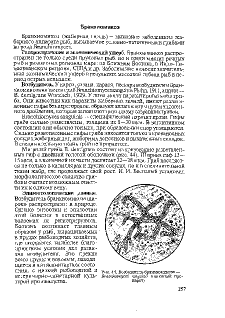 Бранхиомикоз (жаберная гниль) — микозное заболевание жаберного аппарата рыб, вызываемое условно-патогенными грибами из рода Branchiomyces.