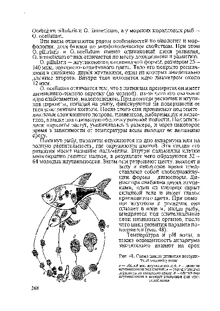 О. рШШапв — жгутиконосец каплевидной формы, размером 25— 140 мкм, золотисто-коричневого цвета. Тело его покрыто ресничками и снабжено двумя жгутиками, один из которых значительно длиннее второго. Внутри тела находится ядро диаметром около 12 мкм.