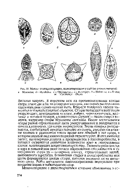 Миксо- и микроспоридии, паразитирующие у рыб (из разных авторов)