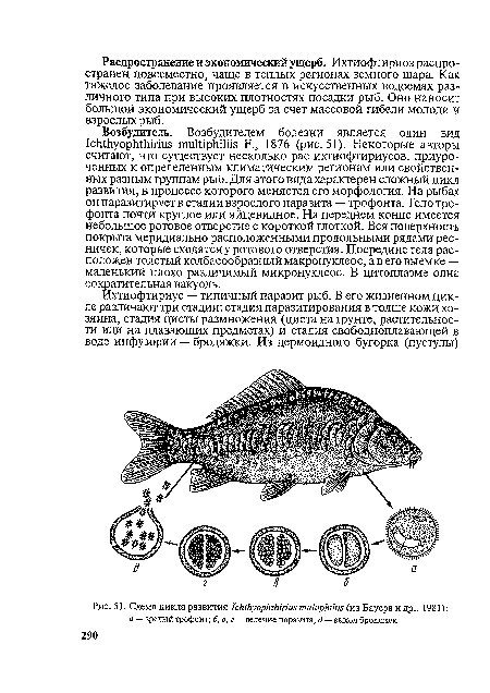 Схема цикла развития 1сШИуорИМпш тиШркИш (из Бауера и др., 1981)