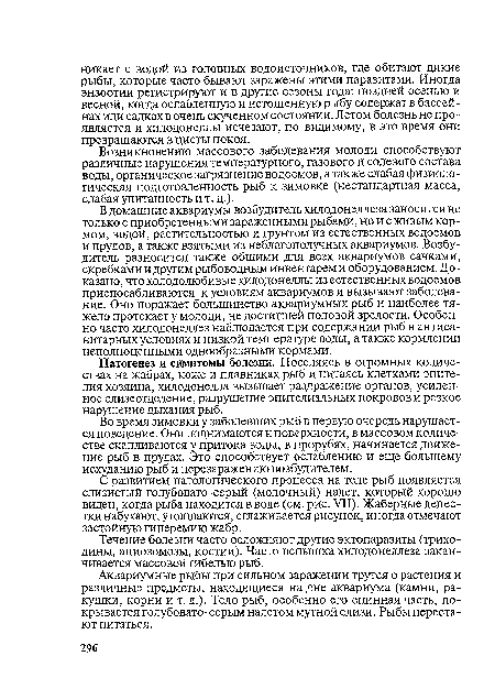 С развитием патологического процесса на теле рыб появляется слизистый голубовато-серый (молочный) налет, который хорошо виден, когда рыба находится в воде (см. рис. VII). Жаберные лепестки набухают, утолщаются, сглаживается рисунок, иногда отмечают застойную гиперемию жабр.