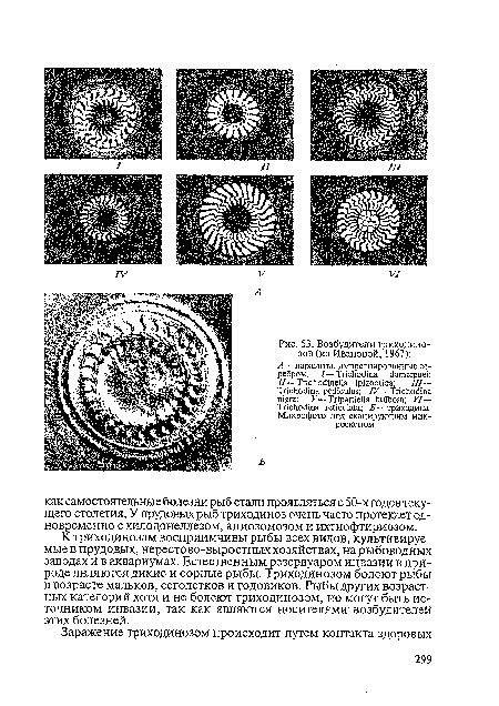 Возбудители триходино-зов (из Ивановой, 1967)