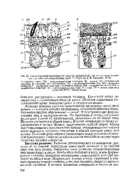 Женская половая система представлена яичниками различной формы, от которых отходит яйцепровод, открывающийся в небольшое мешковидное образование — оотип. В нем происходят формирование яиц и оплодотворение. По протокам в оотип поступают желточные клетки из желточников, размещенных по бокам тела. Протоки сливаются в общий канал. В оотип открываются также семяприемник и тельце Мелиса, выделяющее особый секрет. Матка имеет вид извитого расширенного канала, открывающегося наружу возле мужского полового отверстия в общий половой синус или клоаку. Половой синус обычно расположен между ротовой и брюшной присосками. Созревшие яйца из матки выводятся наружу через наружное половое отверстие.