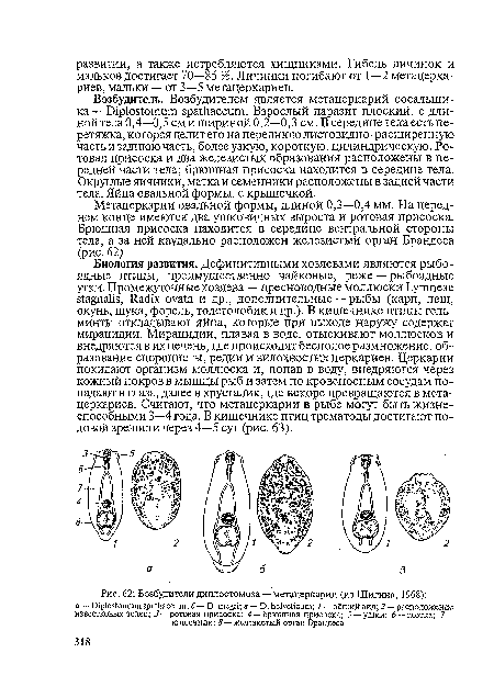 Возбудитель. Возбудителем является метацеркарий сосальщика — Diplostomum spathaceum. Взрослый паразит плоский, с длиной тела 0,4—0,5 см и шириной 0,2—0,3 см. В середине тела есть перетяжка, которая делит его на переднюю листовидно-расширенную часть и заднюю часть, более узкую, короткую, цилиндрическую. Ротовая присоска и два железистых образования расположены в передней части тела; брюшная присоска находится в середине тела. Округлые яичники, матка и семенники расположены в задней части тела. Яйца овальной формы, с крышечкой.