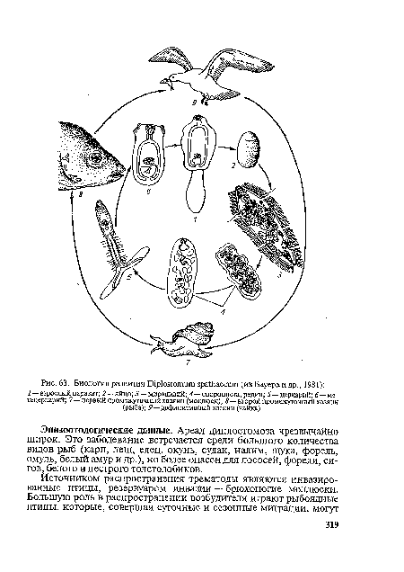 Биология развития О1р1о51отит зраШасеит (из Бауера и др., 1981)