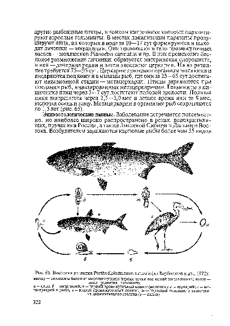 Биология развития РсюШосИр^отит сиЙсо1а (из Вербицкой и др., 1972)