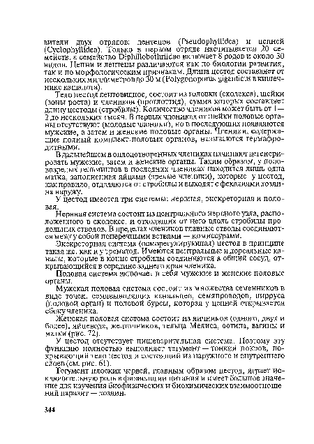 Нервная система состоит из центрального нервного узла, расположенного в сколексе, и отходящих от него вдоль стробилы продольных стволов. В пределах члеников главные стволы соединяются между собой поперечными ветвями — комиссурами.