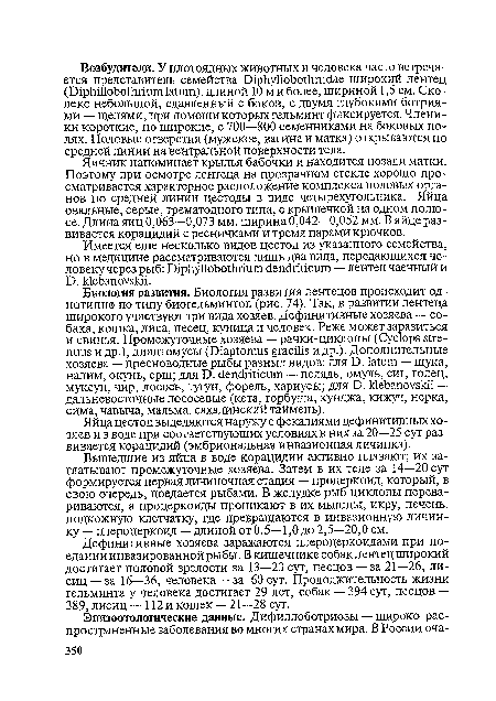 Вышедшие из яйца в воде корацидии активно плавают; их заглатывают промежуточные хозяева. Затем в их теле за 14—20 сут формируется первая личиночная стадия — процеркоид, который, в свою очередь, поедается рыбами. В желудке рыб циклопы перевариваются, а процеркоиды проникают в их мышцы, икру, печень, подкожную клетчатку, где превращаются в инвазионную личинку — плероцеркоид — длиной от 0,5—1,0 до 2,5—20,0 см.