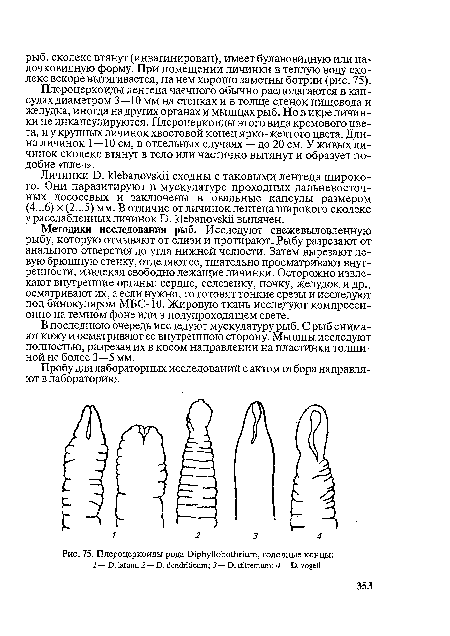 Плероцеркоиды рода Diphyllobothrium, головные концы