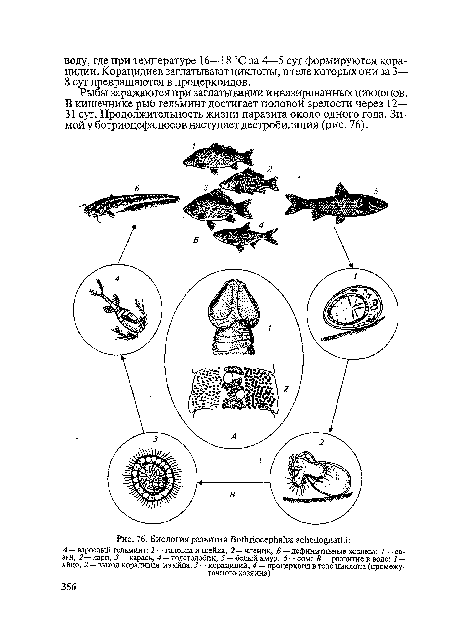 Рыбы заражаются при заглатывании инвазированных циклопов. В кишечнике рыб гельминт достигает половой зрелости через 12— 31 сут. Продолжительность жизни паразита около одного года. Зимой у ботриоцефалюсов наступает дестробиляция (рис. 76).