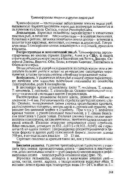 Половозрелые гельминты белого цвета, длиной 90—480 мм и шириной 2—6 мм. Расчлененность стробилы цестод выражена слабо. Сколекс, вооруженный двумя парами трехзубцовых крючьев, расположенных попарно с вентральной и дорсальной стороны, переходит без видимой шейки в стробилу. При этом у Т. посМовш крючья тонкие, с узкой базальной пластинкой, у Т. сгаБвш базальная пластинка в 2 раза толще. Половая система представлена множеством семенников, одним яичником, желточниками и сильно извитой маткой. Половое отверстие открывается сбоку стробилы. Яйца овальные, размером (0,052—0,071) х (0,033—0,045) мм с крышечкой на одном полюсе. Плероцеркоид (инцистированный в печени форели и других рыб) удлиненной формы, достигает длины 340 мм, а по отдельным данным — 13—15 мм.