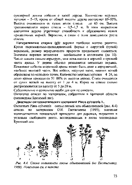 Строение сосны обыкновенной схема