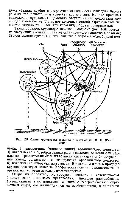 Схема круговорота вещества в водоеме (по В. И. Жадину).