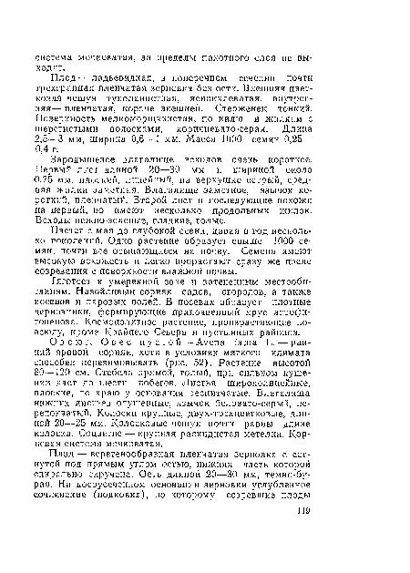 Цветет с мая до глубокой осени, давая в год несколько поколений. Одно растение образует свыше 1000 семян, почти все осыпающиеся на почву. Семена имеют высокую всхожесть и легко прорастают сразу же после созревания с поверхности влажной почвы.