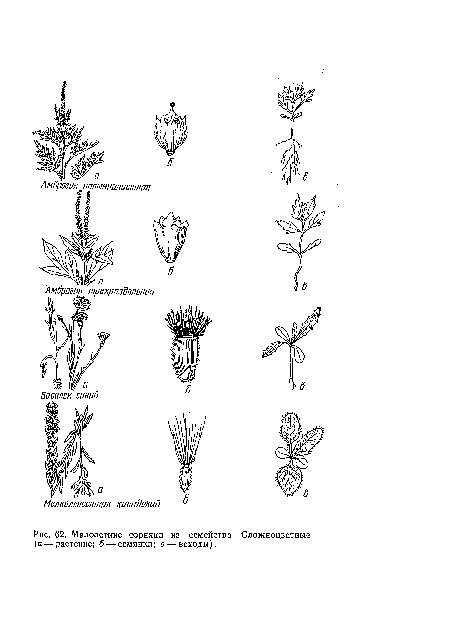 Малолетние сорняки из семейства (а растение; б — семянки; в — всходы).