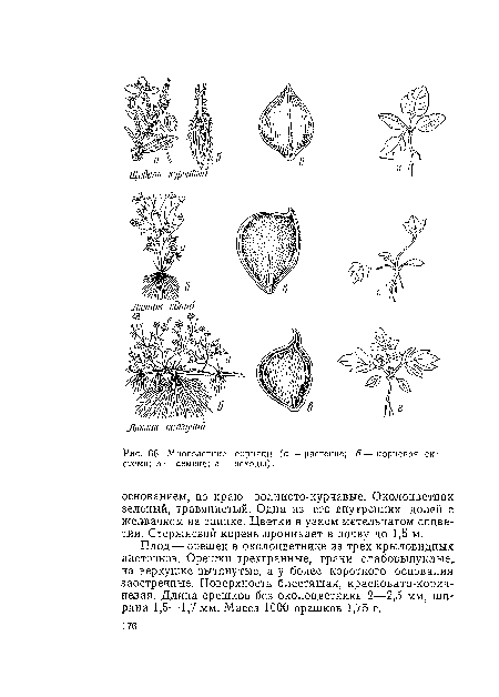 Многолетние сорняки (а — растение; б — корневая система; в — семена; г — всходы).