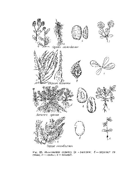 Многолетние сорняки (а — растение; б—корневая система; в — семена; г — всходы),