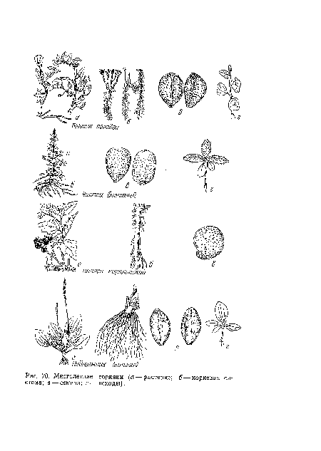 Многолетние сорняки (а —растение; б—корневая стема; в — семена; г — всходы).