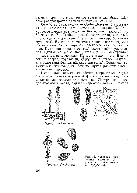 Корневые паразитные растения (а — растение; б — семена; е — проростки).