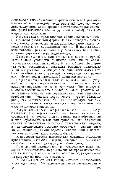 Вертикальные, или главные, корпи в верхней части сильно утолщены и имеют адвентивные почки. В почву проникают на глубину 1—2 м и более. По форме эти корни стержневые, содержат большое количество запасных углеводов и живут в течение нескольких лет. Они способны к многократной регенерации как дочерних побегов, так и нарушенной корневой системы.